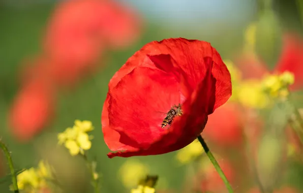 Picture macro, red, fly, Mac, blur, insect, al, gorzalka