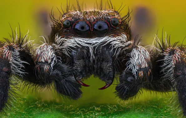 Eyes, macro, portrait, spider, jumper, jumping spider