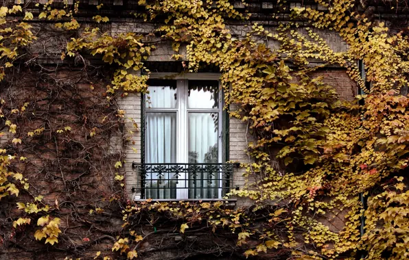 Autumn, Paris, Window, ivy