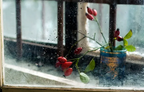 Picture glass, flowers, background, window