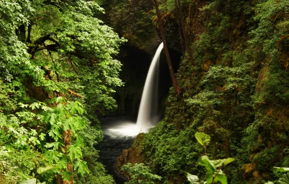 Forest, trees, rock, waterfall, USA, Oregon, Metlako Falls