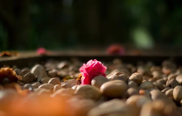 Flower, macro, stones, pink, Camellia