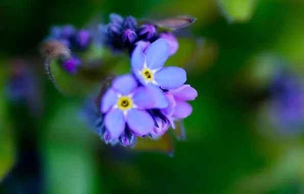 Picture macro, flowers, nature, color, purple, forget-me-nots