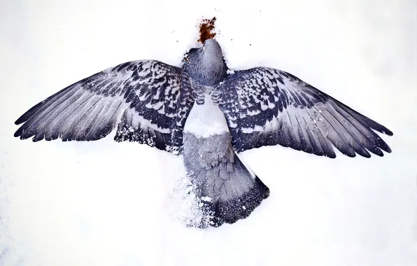 WINGS, SNOW, BLOOD, DEATH, WINTER, BIRD, FEATHERS, DOVE