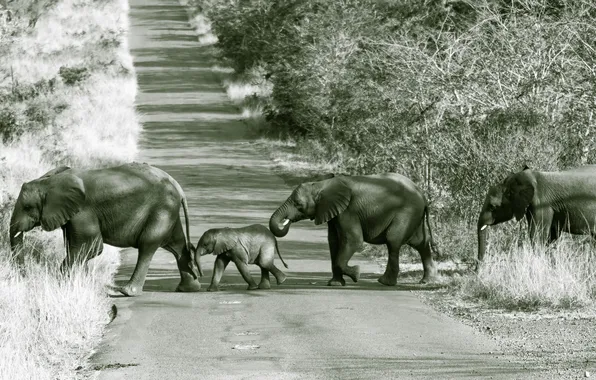 Picture road, nature, elephants