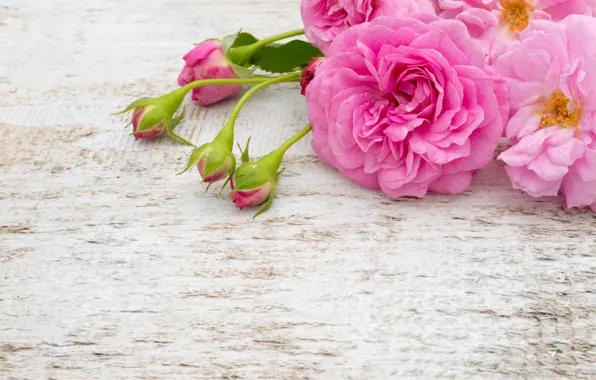 Picture flowers, roses, bouquet, pink, white, buds, pink, flowers, roses, bud