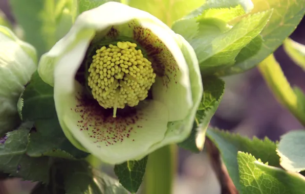 Flowers, stamens, green, hellebore