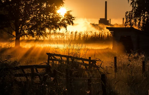 Picture the sun, rays, foliage, the fence, Tree, haze