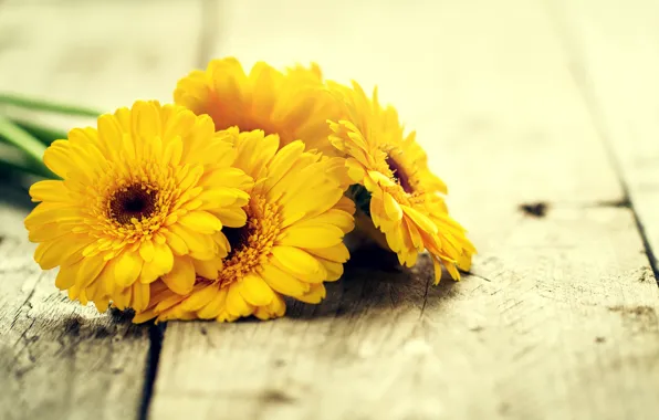 Flowers, Board, yellow, gerbera