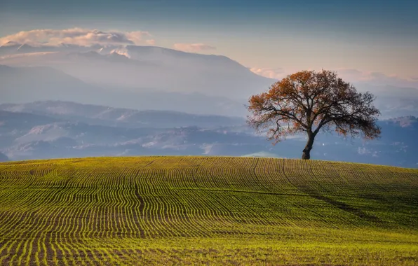 Field, autumn, mountains, fog, tree, haze, cereals, arable land