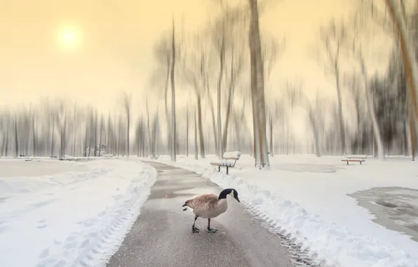 Winter, Park, bird, goose