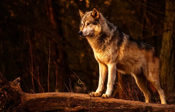 Picture nature, predator, animal, wolf, wildlife, portrait., Canis lupus. face • wolf • portrait • predator