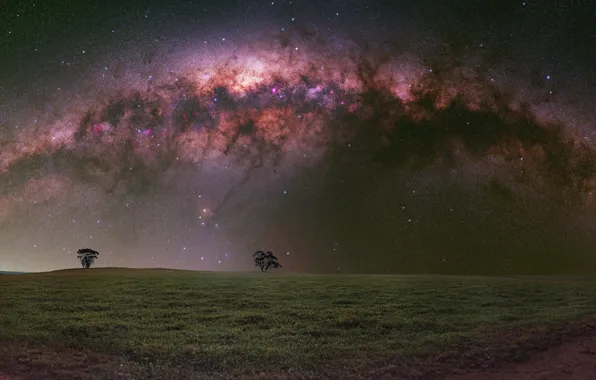 Field, the sky, stars, trees, landscape, night, nature, view