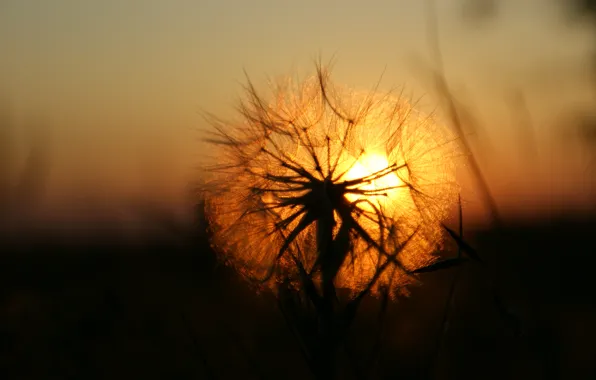 The sun, sunset, Dandelion
