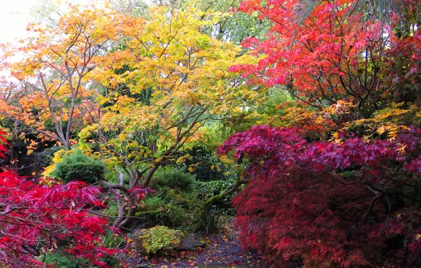 Picture autumn, trees, Park, garden