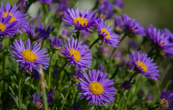 Flowers, nature, spring