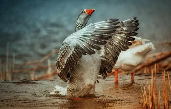 Look, nature, pose, grey, bird, shore, wings, feathers