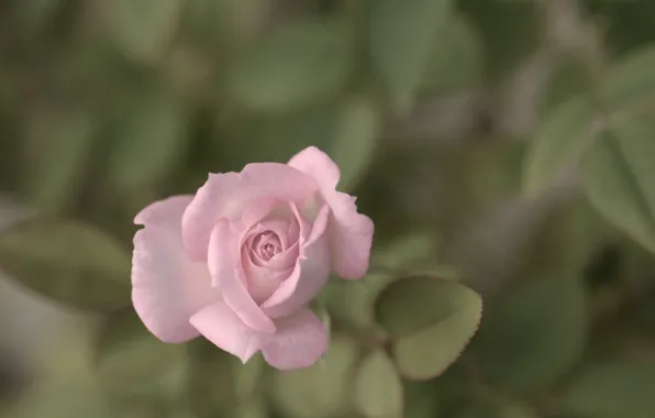 Flower, leaves, macro, nature, pink, rose, plants, petals