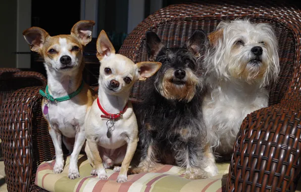 Picture dogs, chair, Quartet, group portrait