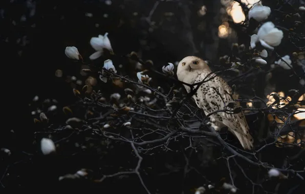 Picture flowers, the dark background, Magnolia, light, garden, owl, white, bird