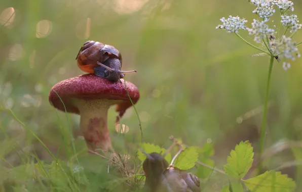 Greens, summer, leaves, macro, flowers, nature, glade, mushroom