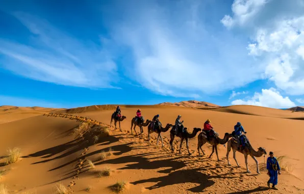 Picture desert, people, camel, tourists