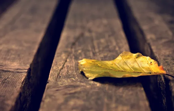 Picture macro, yellow, background, widescreen, Wallpaper, leaf, leaf, wallpaper