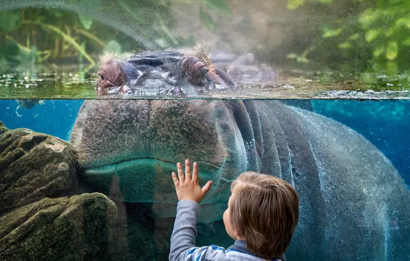 Picture glass, boy, Hippo