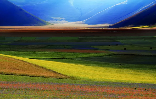 Grass, flower, field, mountain, spring