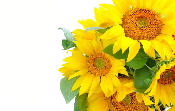 Picture sunflowers, petals, leaves