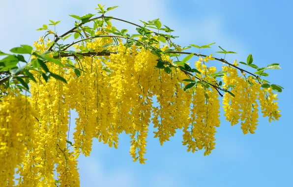 Nature, yellow, color, branch, acacia