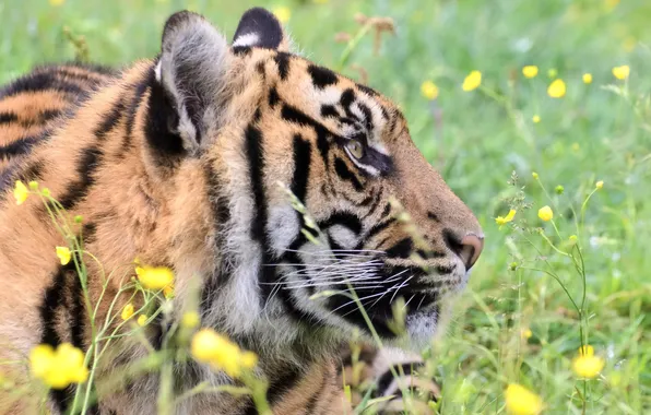 Picture grass, face, flowers, tiger, stay, predator