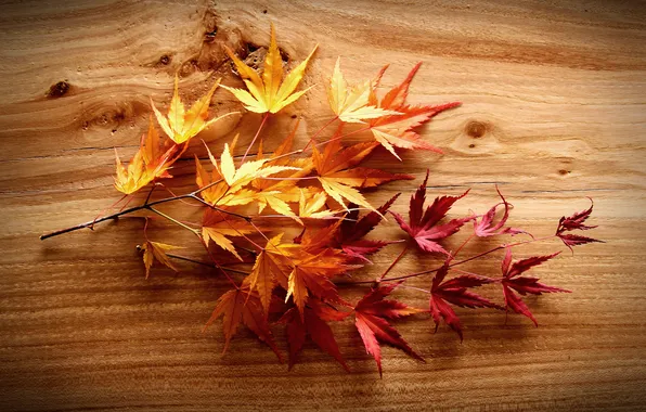 Leaves, background, tree, branch, Board, red-yellow