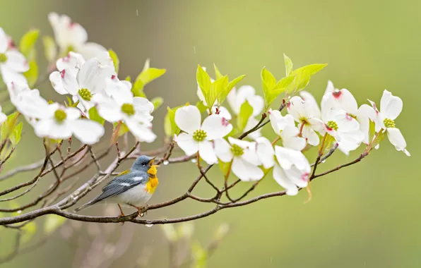 Picture branches, background, bird, flowering, flowers, dogwood, Ferruginous of parul