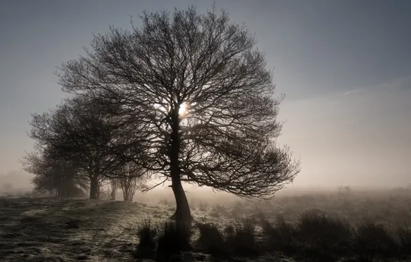 Wallpaper nature, fog, tree images for desktop, section природа - download