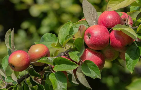 Apple, Ripe, Apple, Vitamins
