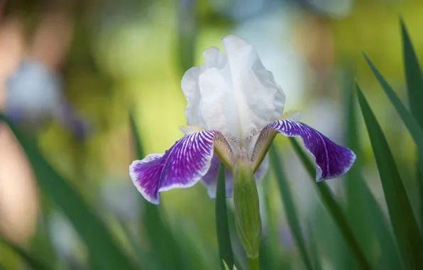 Picture nature, petals, iris