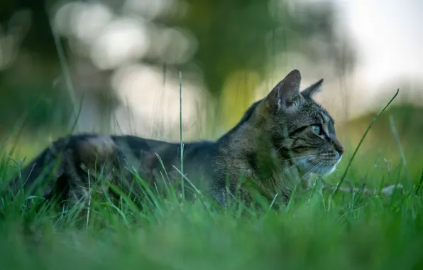 Picture cat, grass, cat, nature, grey, background, glade, lies
