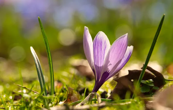 Picture light, crocuses, lilac, bokeh