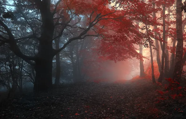 Road, autumn, forest, leaves, trees, fog