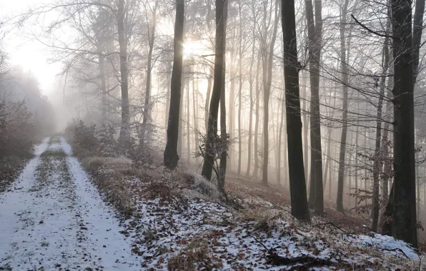 Picture road, forest, snow