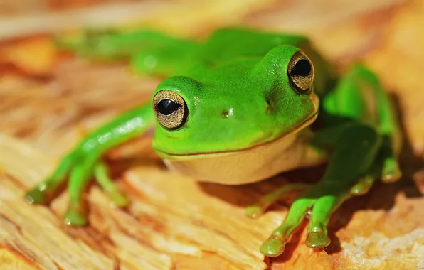 Look, macro, pose, frog, green, yellow background, bokeh
