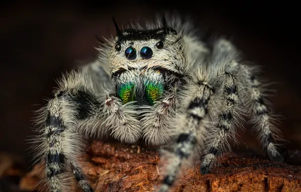 White, look, macro, spider, bark, striped, jumper, spider