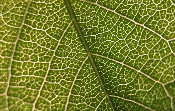 Macro, nature, sheet, green, veins