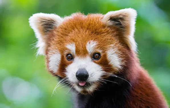 Muzzle, red Panda, red Panda