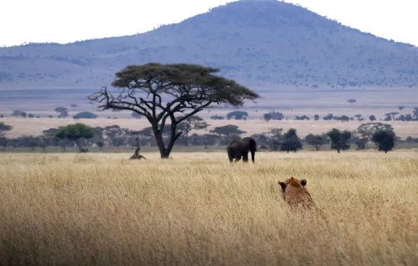 Field, animals, the sky, trees, landscape, mountains, nature, elephant