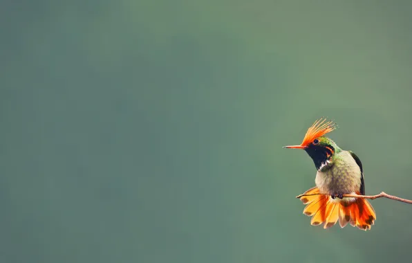 Picture background, bird, branch, Hummingbird