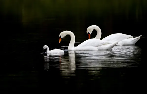 Water, birds, reflection, three, swans