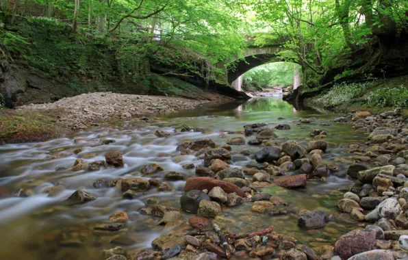 Picture greens, trees, bridge, stones, river