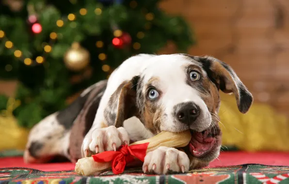 Picture holiday, new year, Christmas, Dog, gifts, bow, treat